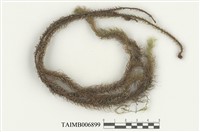 藏品(木毛苔)的圖片